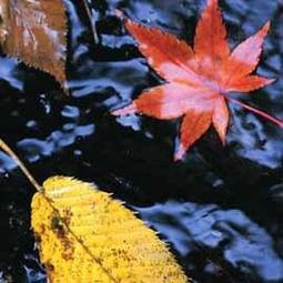 柯達icrg-230相紙4pass拍立得 shot 2 retro色帶一體照相片紙 歷史價格詳細信息