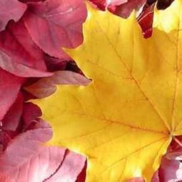 柯達icrg-230相紙4pass拍立得 shot 2 retro色帶一體照相片紙 歷史價格詳細信息