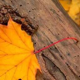 柯達icrg-230相紙4pass拍立得 shot 2 retro色帶一體照相片紙 歷史價格詳細信息