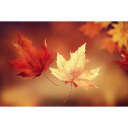 柯達icrg-230相紙4pass拍立得 shot 2 retro色帶一體照相片紙 歷史價格詳細信息