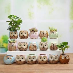 多肉植物。南非龜甲龍3吋盆 實物拍攝可超商郵局取貨 歷史價格詳細信息