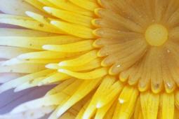 Vivitar 70-150mm f3.8 手動定光圈變焦鏡EOS卡口 歷史價格詳細信息