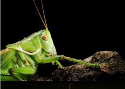 F78】綠松石手串 歷史價格詳細信息