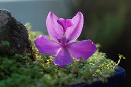 【悠悠山河】絕版收藏過期膠卷 Konica PAN 100 120 黑白底片 2006-7 冷凍保存 歷史價格詳細信息