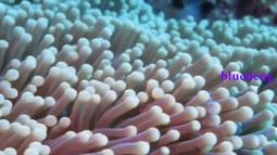 【V.DIVE威帶夫】潛水配重帶(織帶款)-有304鐵扣頭及塑膠扣頭可選擇WEB01,WEB02 歷史價格詳細信息