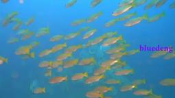 TOOKE 潛水扎帶 彩色尼龍扎帶 調節器 二級頭咬嘴適用 扎線帶多色 歷史價格詳細信息