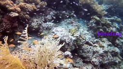 【敲敲正品代購】若隱若現️亮片點綴蕾絲浪漫長裙 顯瘦 新品 實拍 韓 歷史價格詳細信息