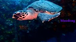 YS-01促銷 LM2596 DC-DC可調降壓模組帶電壓表顯示 廠家直銷 [217 歷史價格詳細信息