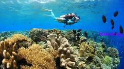 2MM潛水服男兩件式溼衣浮潛服帆船衝浪服防寒保暖短袖短褲遊泳衣女 歷史價格詳細信息