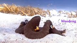 2mm短路香蕉插頭間距12mm/純銅鍍金雙排一母分二公轉接頭電路測試-心願便利店 歷史價格詳細信息