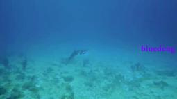 TOOKE 呼吸調節器 二級頭咬嘴保護套 防塵蓋 潛水 備用固定快卸扣 歷史價格詳細信息