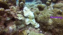 Scubapro 潛水面鏡帶雙面雙色純色撞色護髮帶套水肺深潛面鏡通用 歷史價格詳細信息