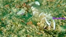 33cm新款月牙浮點EVA空心瑜伽柱平衡棒狼牙泡沫按摩棒軸 歷史價格詳細信息