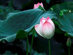 全新影片《舊愛喜歡你》DVD 馬力克齊狄《琴戀克拉拉》克勞蒂亞潔里尼《裸愛》瑟西卡索 歷史價格詳細信息