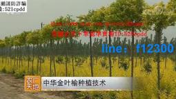 教學自粘鐵條貼片性力條軟條強力背膠黑板吸鐵石貼帶~閒雜鋪子 歷史價格詳細信息