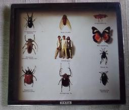 全新 昆蟲女王皇冠歌德頭飾黑  蜘蛛皇冠髮箍萬聖誕節兒童幼兒園表演成人聚會派對漫展cos飾品女Gothic 韓版甜美 歷史價格詳細信息