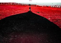 菅田將暉 アルバム COLLAGE 專輯CD 通常盤 特典可選【小凜社日空版 3月免訂金】 歷史價格詳細信息