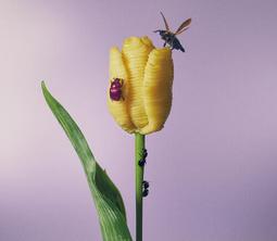 (代購) 全新日本進口《アイ・ラブ・ユー》CD 日版 I Love You Mr.Children 音樂專輯 歷史價格詳細信息