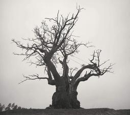 NO:2010# 【Vitantonio】全自動研磨悶蒸咖啡機 VCD-200B-1(奶油白) 歷史價格詳細信息