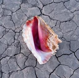 The Killers 2006 Sticker (square) 4x4 歷史價格詳細信息