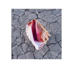 合友唱片 完美的蛇頸龍之日 DVD Real 主演：佐藤健、綾瀨遙、小田切讓 歷史價格詳細信息