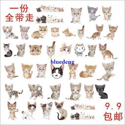 貓咪小貓卡通表情逢考必過圖案衣服男女情侶短袖T恤趣味夏季寬松#皇運 歷史價格詳細信息