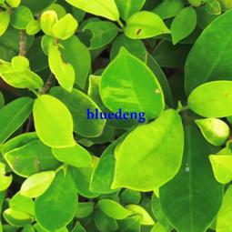 再變 高定酷奇美甲純手工穿戴甲經典雙G暗紋顯白美甲短杏仁 歷史價格詳細信息