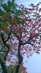 風景圖片集—繪畫練習功力提升的工具書/林逸安、侯彥廷 歷史價格詳細信息