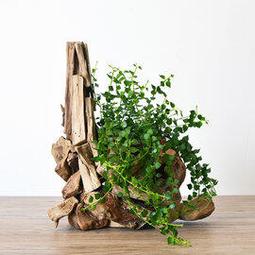 ????含稅 R134氣嘴芯 汽門芯 風嘴 氣蟲 針閥 贈氣嘴板手 汽車冷氣空調維修  【TOP ONE冷媒先鋒】 歷史價格詳細信息