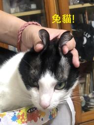 7-11 全家取貨6瓶免運費！！澎湖名產信興純XO干貝醬 歷史價格詳細信息