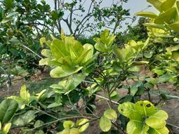 新苗Weizmann尖端科學漫畫(1~10冊)1.物聯網/2.3D列印/3.編碼/4.電動車/5.生物科技/6.機器人/7.無人機/8.人工智能/9.大數據/10.虛擬實境.擴增實境 歷史價格詳細信息