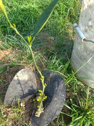 新苗Weizmann尖端科學漫畫(1~10冊)1.物聯網/2.3D列印/3.編碼/4.電動車/5.生物科技/6.機器人/7.無人機/8.人工智能/9.大數據/10.虛擬實境.擴增實境 歷史價格詳細信息