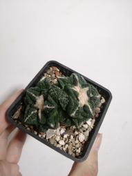 草帽【我的頭不圓】海邊太陽帽大檐網紅草帽子女夏季百搭遮陽防曬出游 新品 歷史價格詳細信息