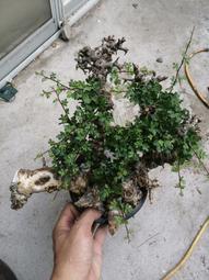 橄欖出版 十全十美的耶穌是榜樣，還是禮物？ 歷史價格詳細信息