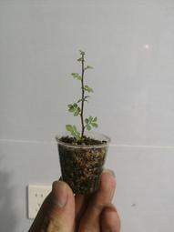 橄欖出版 十全十美的耶穌是榜樣，還是禮物？ 歷史價格詳細信息