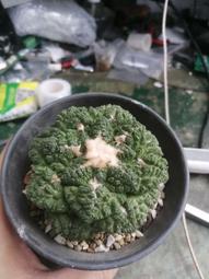 微笑草莓~正韓 麂皮毛毛金扣外套~~韓妮~EALOVE~alice~蜜朵~貝卡~可樂果~KIKI~miss 歷史價格詳細信息
