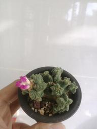 養出自我效能高的孩子：不害怕結果，選擇挑戰，積極小孩實作篇 / 松村亞里 著/世茂看書網 歷史價格詳細信息