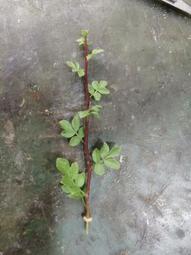 橄欖出版 十全十美的耶穌是榜樣，還是禮物？ 歷史價格詳細信息