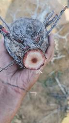 象足蓮花鈕香爐三足熏香爐仿古焚香爐家用玄關供佛禪香爐 歷史價格詳細信息