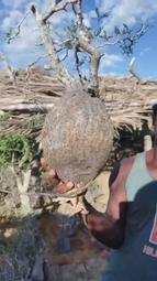 象足蓮花鈕香爐三足熏香爐仿古焚香爐家用玄關供佛禪香爐 歷史價格詳細信息