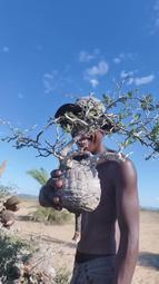 象足蓮花鈕香爐三足熏香爐仿古焚香爐家用玄關供佛禪香爐 歷史價格詳細信息