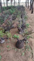 象足蓮花鈕香爐三足熏香爐仿古焚香爐家用玄關供佛禪香爐 歷史價格詳細信息