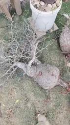 象足蓮花鈕香爐三足熏香爐仿古焚香爐家用玄關供佛禪香爐 歷史價格詳細信息