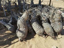 象足蓮花鈕香爐三足熏香爐仿古焚香爐家用玄關供佛禪香爐 歷史價格詳細信息