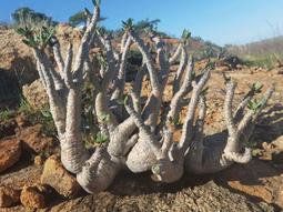 象足蓮花鈕香爐三足熏香爐仿古焚香爐家用玄關供佛禪香爐 歷史價格詳細信息