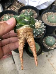 三根本朵瑪尼泊爾手工彩繪柏香木制法器藏傳藏族密宗佛堂擺件包郵 歷史價格詳細信息