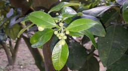 **圖片沒有更新，改賣G1**小米台灣公司貨 全省一年保固 小米 米家 小米 石頭掃地機器人 板橋 可面交 請看關於我 歷史價格詳細信息