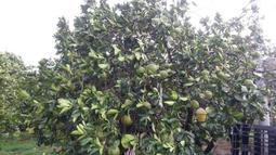 泰柚直紋木皮飾面板AAA  3mm膠合板家具背板 多層板貼面門板 歷史價格詳細信息