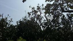 杜鵑根枝條 微景觀須根南美缸迷你小魚缸樹枝沉木造景裝飾樹枝條 歷史價格詳細信息