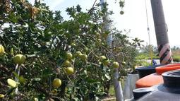 杜鵑根枝條 微景觀須根南美缸迷你小魚缸樹枝沉木造景裝飾樹枝條 歷史價格詳細信息